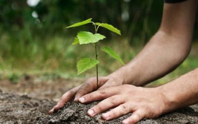 La plantation des arbres n’est pas suffisante pour sauver la planète