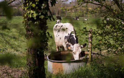 La géobiologie, une pratique méconnue au service de l’élevage