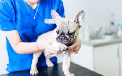 L’ostéopathie peut-elle aider les animaux ?