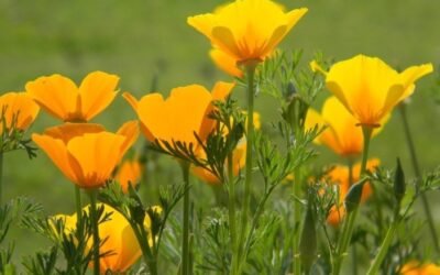 Saviez-vous que l&rsquo;eschscholtzia Californica favorise l&rsquo;endormissement ?