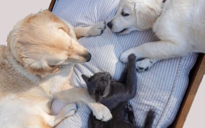 Agria révolutionne la protection sur mesure pour chiens et chats